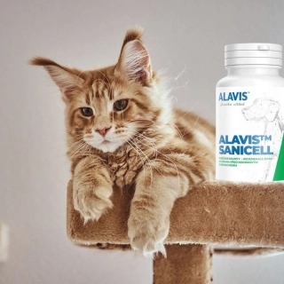 ALAVIS Sanicell 60 tbl. 