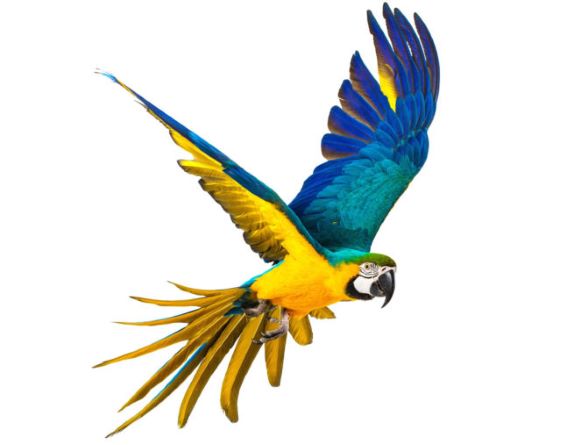 exotic_bird_001-640x0-c-default