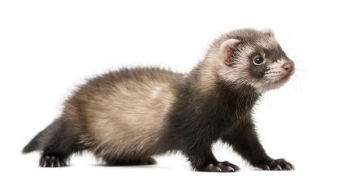 ferret