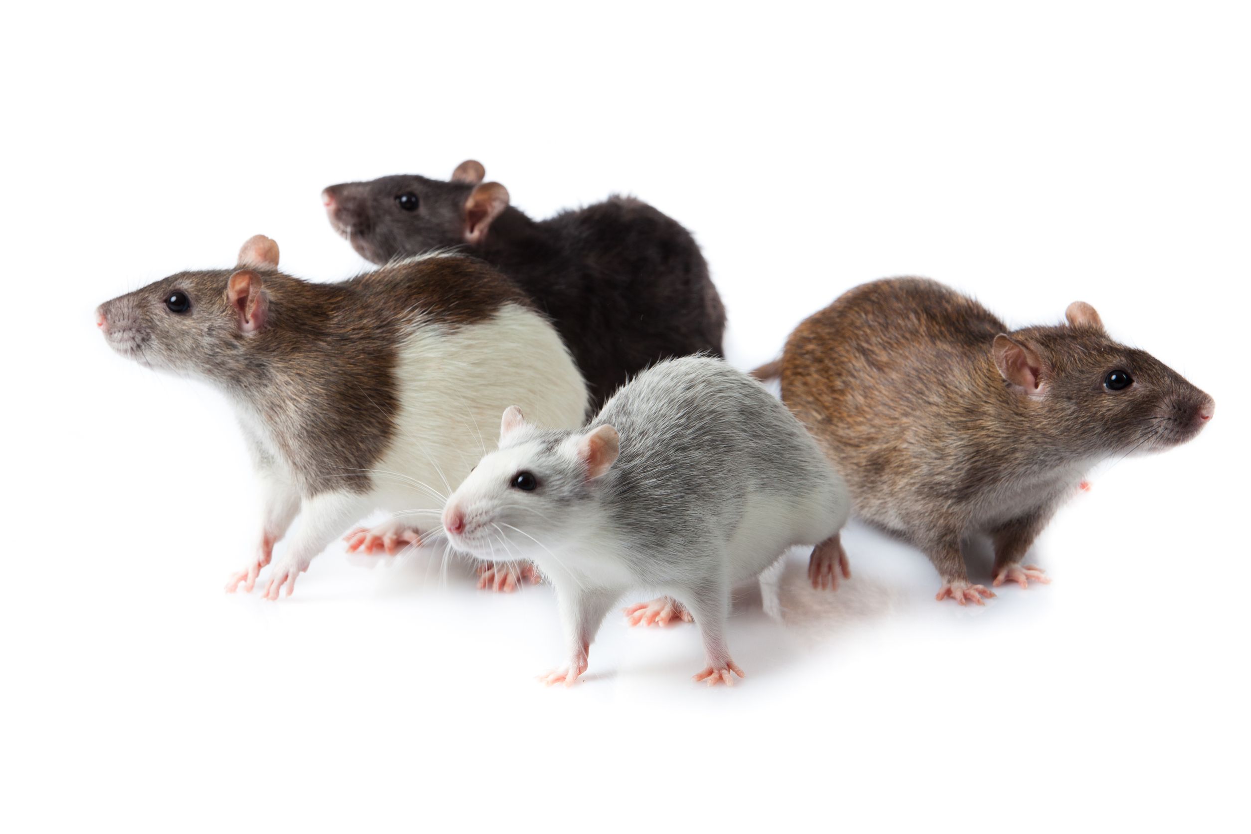 rodents-pest-control